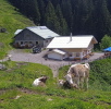 Hirsch-Alpe Juni 2025 Hirsch-Alpe Juni 2025