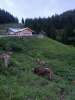 Hirsch - Alpe Juni 2024 Hirsch - Alpe Juni 2024