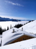 Hirsch - Alpe